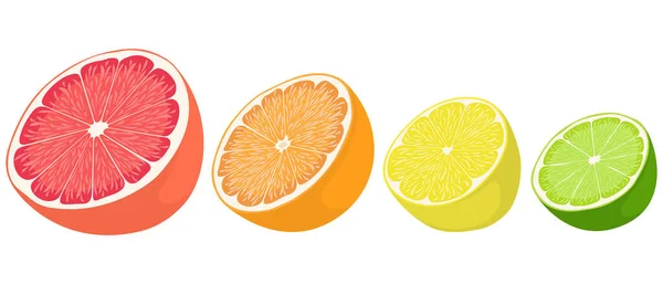 Set of citrus fruits. — Stock Vector