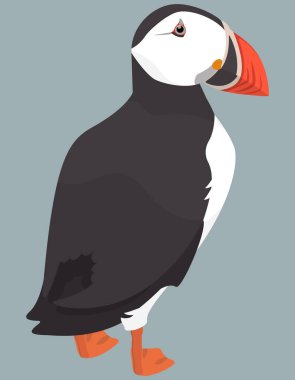 Atlantik martı arka planı.