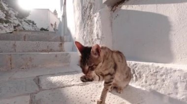Kahverengi Tekir yüzünü temizlemek için patisini kullanıyor. Tinos Adası, Yunanistan.