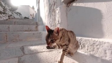 Kahverengi Tekir yüzünü temizlemek için patisini kullanıyor. Tinos Adası, Yunanistan.
