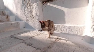 Kahverengi Tekir yüzünü temizlemek için patisini kullanıyor. Tinos Adası, Yunanistan.