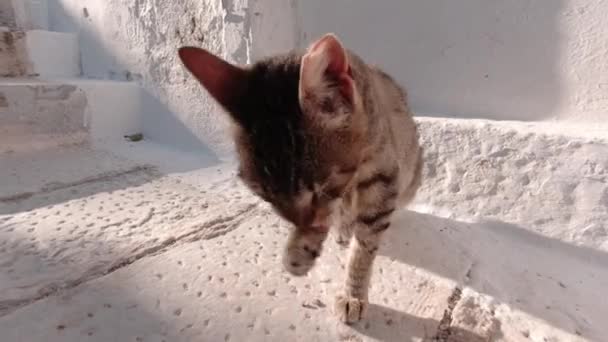Brown Tabby Utilise Patte Pour Nettoyer Son Visage Île Tinos — Video