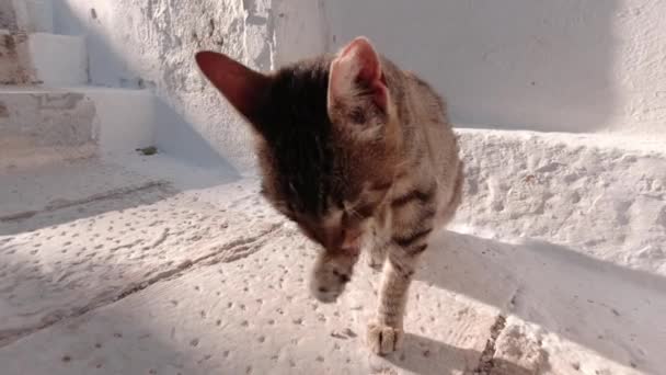 Brown Tabby Benutzt Seine Pfote Sein Gesicht Reinigen Insel Tinos — Stockvideo