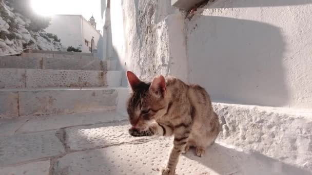 Brown Tabby Gebruikt Zijn Poot Zijn Gezicht Schoon Maken Tinos — Stockvideo