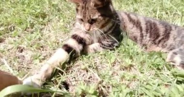 Bahçedeki oynak kedi