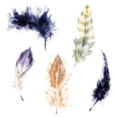 Kuş tüyü, suluboya ile boyanmış, elle. Sketch, hazır. .