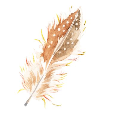 Kuş tüyü, suluboya ile boyanmış, elle. Çizim.