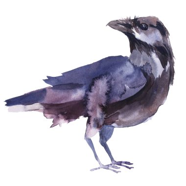 Suluboya ile çizilmiş kuşlar