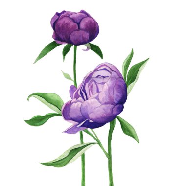 Şakayık çiçekleri, elle çizilmiş suluboya resimler, çizimler.