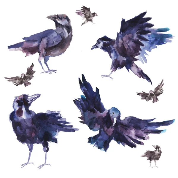 birds drawn by hand in watercolors, set