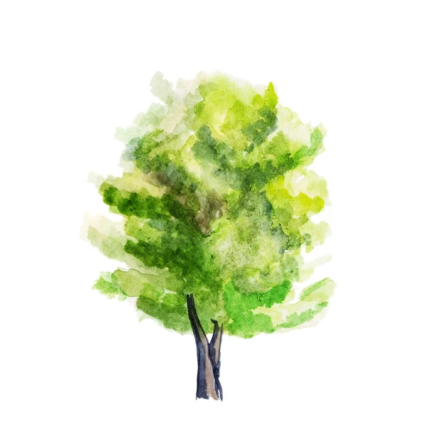 Akvarel Ručně Kreslený Strom Kmen Bujné Zelené Listy Mnoho Listů — Stock fotografie
