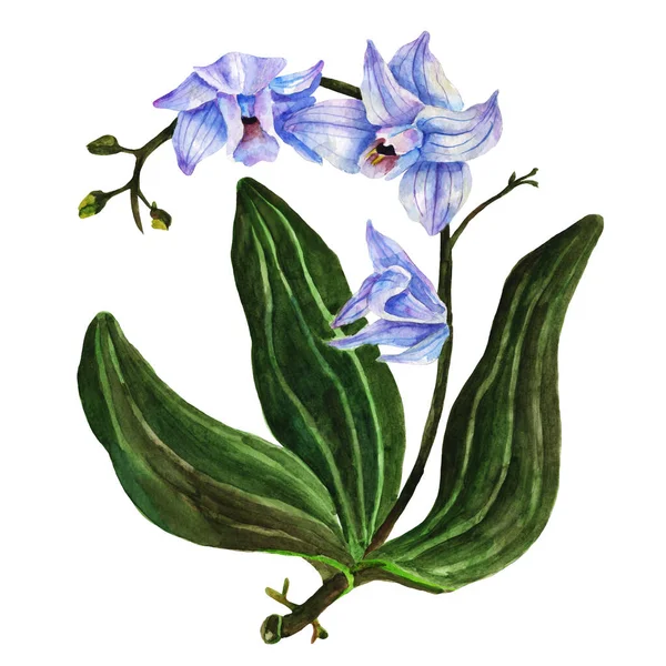 水彩花 花卉插画 兰花分枝隔离在白色的背景 明信片的精美构图 — 图库照片