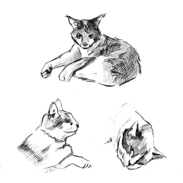 Černobílé Izolované Ilustrace Kočičí Kresby Bílém Pozadí Jednoduchá Kresba Tužky — Stock fotografie