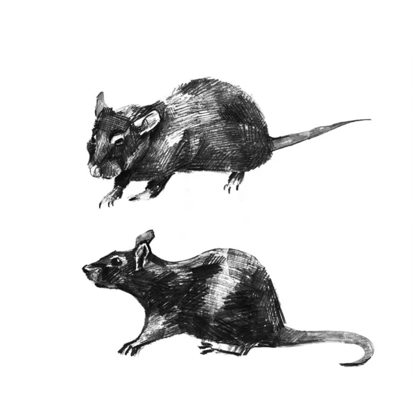 手拉手的老鼠 白底铅笔草图 — 图库照片