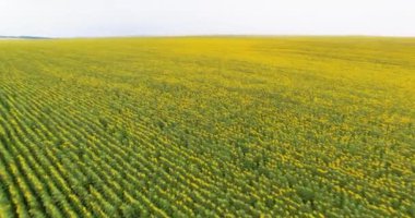 4 bin. Sarı ayçiçeği tarlasının güzel hava manzarası. İnsansız hava aracı, çiçek açan doğanın tüm güzelliğini göstererek sorunsuzca ilerler..