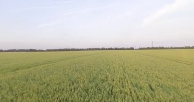4 bin. Buğday tarlasında hava aracı. İnsansız hava aracı, güneşli bir günde bir tarım sahasında genç yeşil buğdayı geçerek ufka doğru ilerliyor. Kış buğdayı.