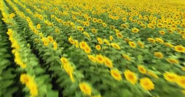 Hermosa Vista Aérea Campo Girasoles Amarillos Dron Avanza Suavemente Mostrando — Vídeos de Stock