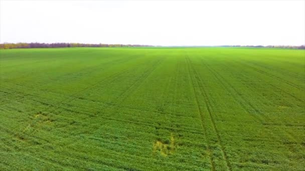 Aerial Photography Drone Early Morning Air Green Corn Field Beauty — Stock Video