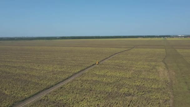 ひまわり畑の間のトラックに沿って運転農業トラクターの見事な空中ビュー 晴れた日 秋の収穫 — ストック動画