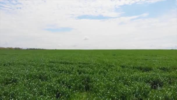 Fotografia Aérea Por Drone Início Manhã Partir Sobre Campo Milho — Vídeo de Stock