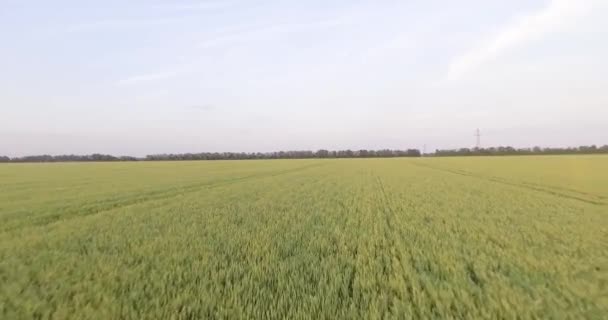 Aerial Drone Wheat Field Drone Flies Forward Moving Horizon Passing — Stock Video