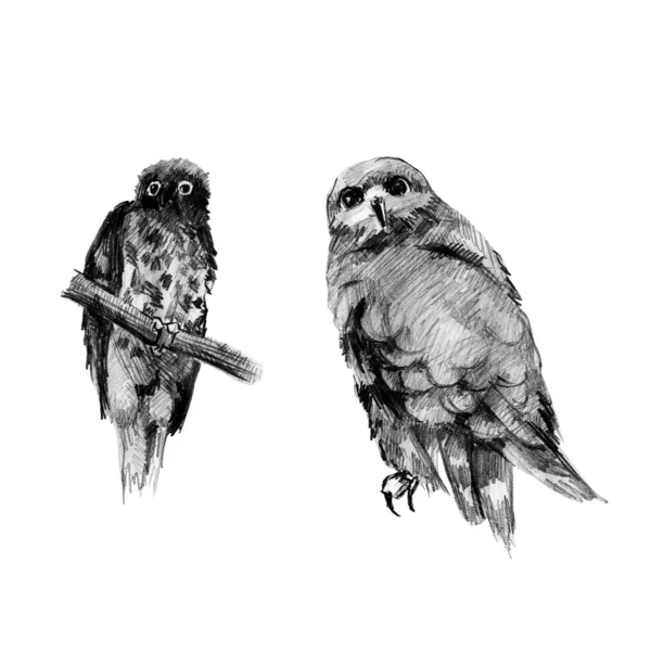 猫头鹰2块用铅笔手工画的白色背景上的素描 — 图库照片