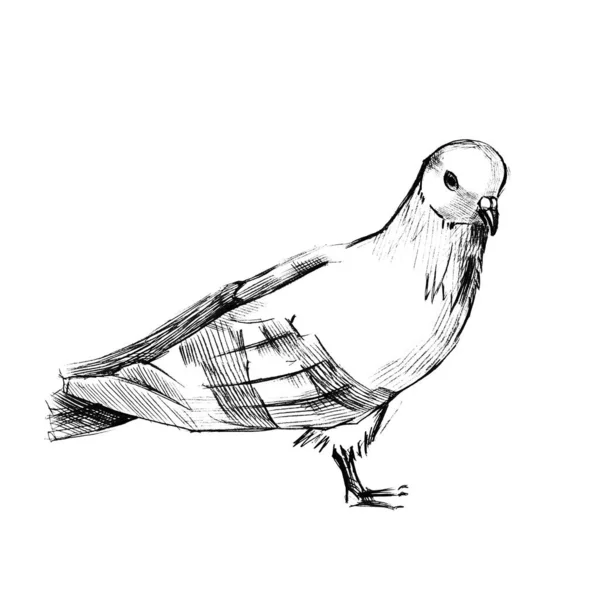 和平的象征 铅笔手绘的草图 纹身卡片的设计 信鸽号 — 图库照片