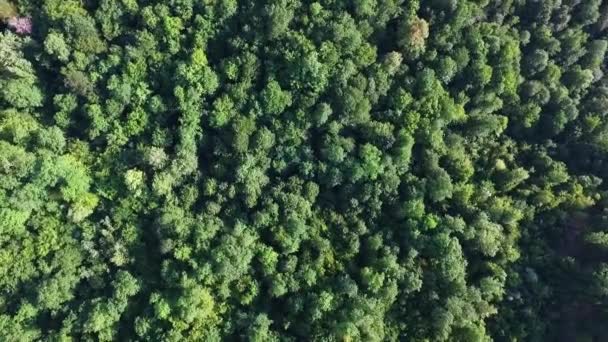 Hermoso Vuelo Aéreo Sobre Serpenteante Carretera Serpenteante Rodeada Bosque Verde — Vídeos de Stock