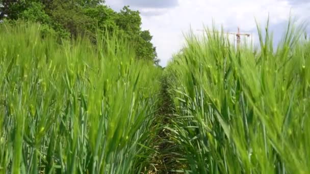 Campo Trigo Verde Num Dia Ensolarado Vento Lentamente Balança Brotos — Vídeo de Stock