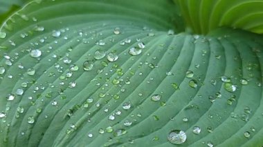 4 bin. Üzerinde yağmur damlaları olan bir çiçeğin yeşil yaprakları rüzgarda hareket eder. Su damlası makrosu ile bulanık çimen arka planı. Doğa.