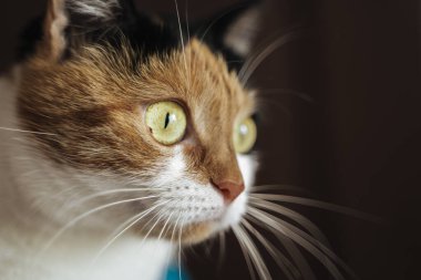 Üç renkli kedi, tatlım. Kapat.