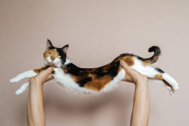 Üç renkli kedi, tatlım. Kapat.