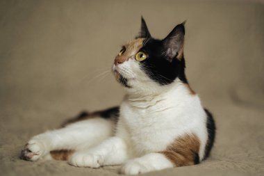 Üç renkli kedi, tatlım. Kapat.