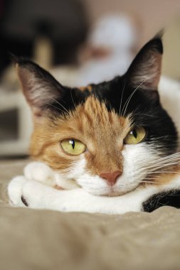 Üç renkli kedi, tatlım. Kapat.