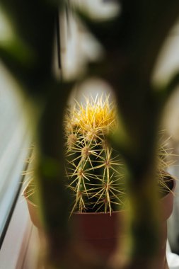 Dikenli kaktüs, ev için bitkiler