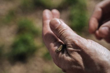 Bir adamın elinde genç bir kertenkele. Kapat.