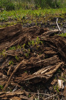 Eski bir ağacın kurumuş gövdesi.