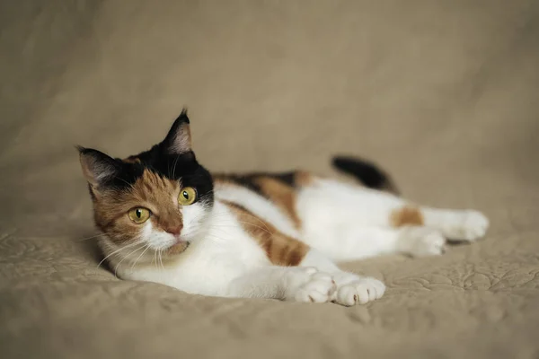 Dreifarbige Katze Haustier Nahaufnahme — Stockfoto