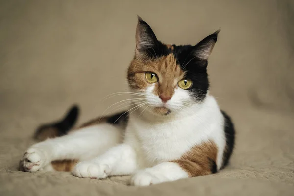 Dreifarbige Katze Haustier Nahaufnahme — Stockfoto