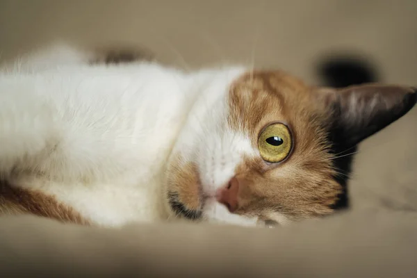 Üç renkli kedi, tatlım. Kapat.