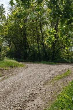 Ağaçlı ve patikalı yeşil bir arazi.