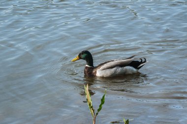 Gölette parlak tüyleri olan vahşi ördekler