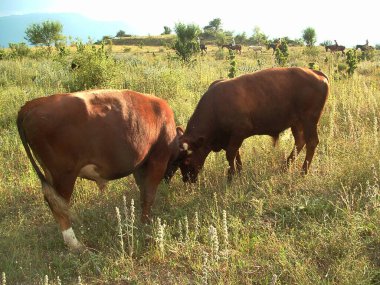 Two red cows butt heads in a meadow