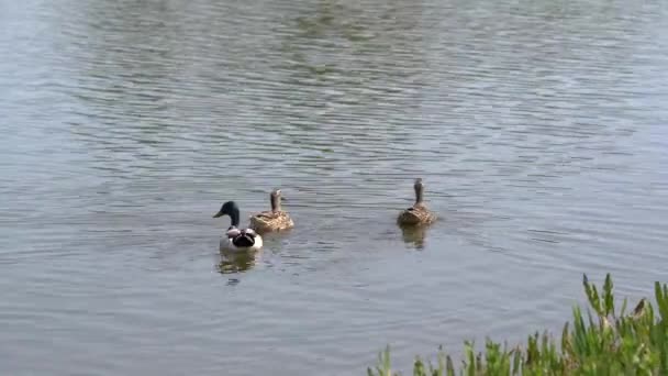 Αρκετές Αρσενικές Και Θηλυκές Πάπιες Κολυμπούν Μία Δίπλα Στην Άλλη — Αρχείο Βίντεο