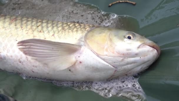 4K. Exciting footage, a fisherman caught a fish. Live catch close-up. — Stock Footage Exciting Footage Fisherman Caught Fish Live Catch Close Stock Footage