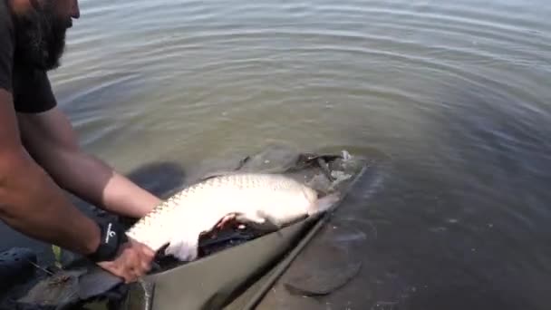 Pescatore Rilascia Pesce Acqua Prendendosi Cura Della Natura Soddisfazione Morale — Video Stock