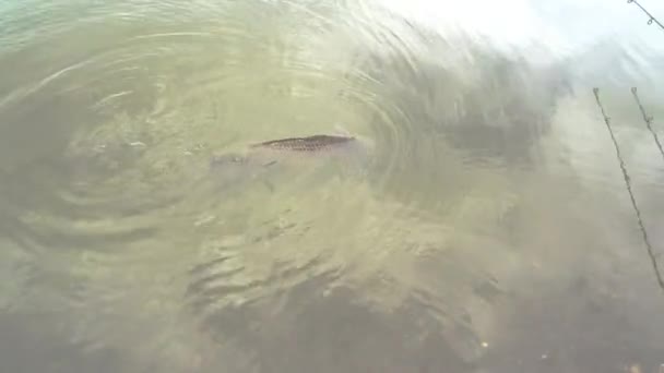 Fisherman Releases Fish Back Water Taking Care Nature Moral Satisfaction — Stock Video