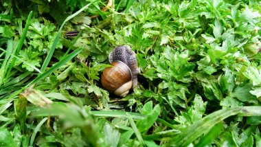 Salyangoz çimenlerin arasında hareket ediyor