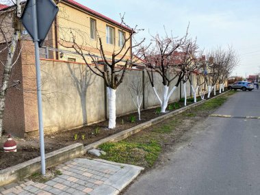 İlkbaharda yüksek bir çitin yanında bakımlı ağaçlar.