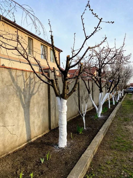 well-groomed trees near a high fence in the spring